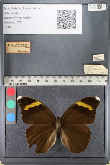 Media type: image;   Entomology 142588
